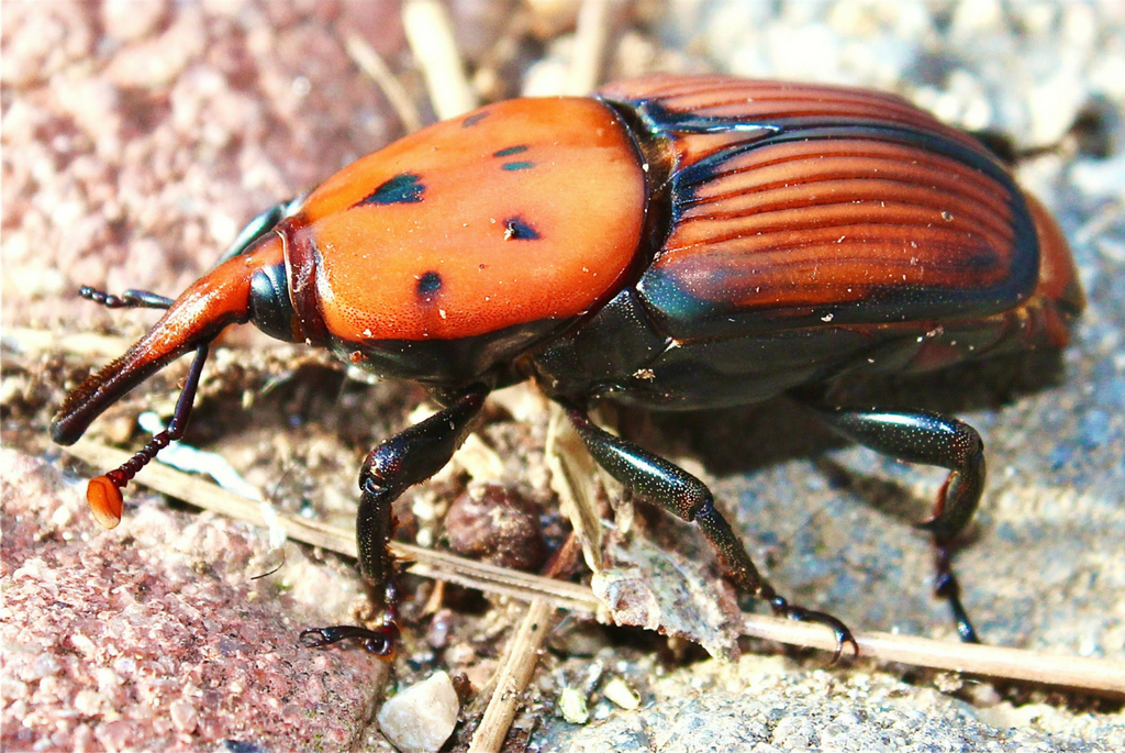 Escaravelho da Palmeira (Rhynchophorus ferrugineus)