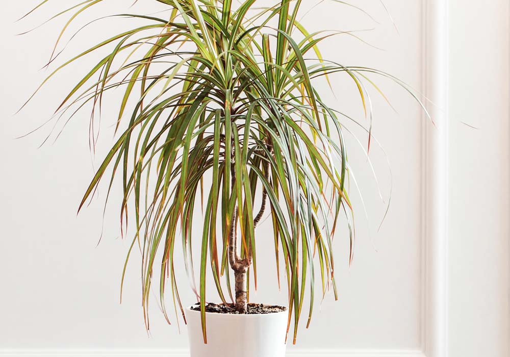 vaso com planta grande